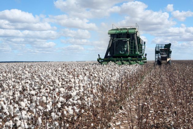 cotton plantation for industrial use